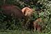 wildlife photography wild-life photography_elephants & calf returning forest