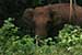 wildlife photography wild-life photography_looking elephant