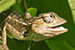 wild-life photography_lizard head coming out from bush