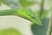 wildlife photography wild-life photography_green snake