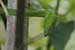 wildlife photography wild-life photography_green snake