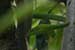 wildlife photography wild-life photography_green snake