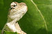 wildlife photography wild-life photography