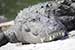 wildlife photography wild-life photography_resting crocodile