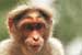 wildlife photography wild-life photography_monkey