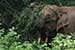 wildlife photography wild-life photography_elephant returning forest