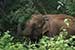 wildlife photography wild-life photography_elephant returning forest