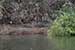 wildlife photography wild-life photography_crocodile in shore