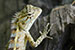 wildlife photography wild-life photography