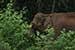 wildlife photography wild-life photography_elephant returning forest