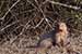 wildlife photography wild-life photography_facing mangoose near bush