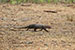 wildlife photography wild-life photography