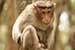 wildlife photography wild-life photography_monkey