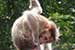 wildlife photography wild-life photography_monkey