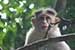 wildlife photography wild-life photography_monkey looking up