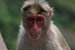 wildlife photography wild-life photography_looking monkey
