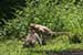 wildlife photography wild-life photography_playacting monkeys
