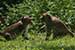 wildlife photography wild-life photography_playful monkeys
