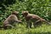 wildlife photography wild-life photography_flirting monkeys