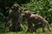 wildlife photography wild-life photography_recreating monkeys