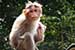 wildlife photography wild-life photography_monkey