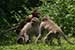 wildlife photography wild-life photography_playing monkeys