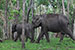 wildlife photography wild-life photography