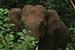 wildlife photography wild-life photography_elephant head facing