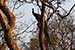 wildlife photography wild-life photography_peacock resting in tree