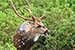 wildlife photography wild-life photography