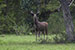 wildlife photography wild-life photography
