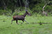 wildlife photography wild-life photography