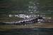 wildlife photography wild-life photography_crocodile in water