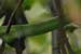 wildlife photography wild-life photography_green snake