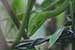wildlife photography wild-life photography_green snake