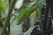 wildlife photography wild-life photography_green snake