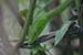 wildlife photography wild-life photography_green snake