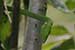 wildlife photography wild-life photography_green snake