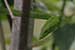 wildlife photography wild-life photography_green snake