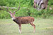wildlife photography wild-life photography