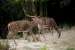 wildlife photography wild-life photography