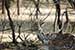 wildlife photography wild-life photography_deers