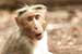 wildlife photography wild-life photography_monkey