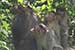 wildlife photography wild-life photography_monkey troop