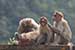 wildlife photography wild-life photography_monkey troop_cleaning hair lice