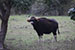 wildlife photography wild-life photography